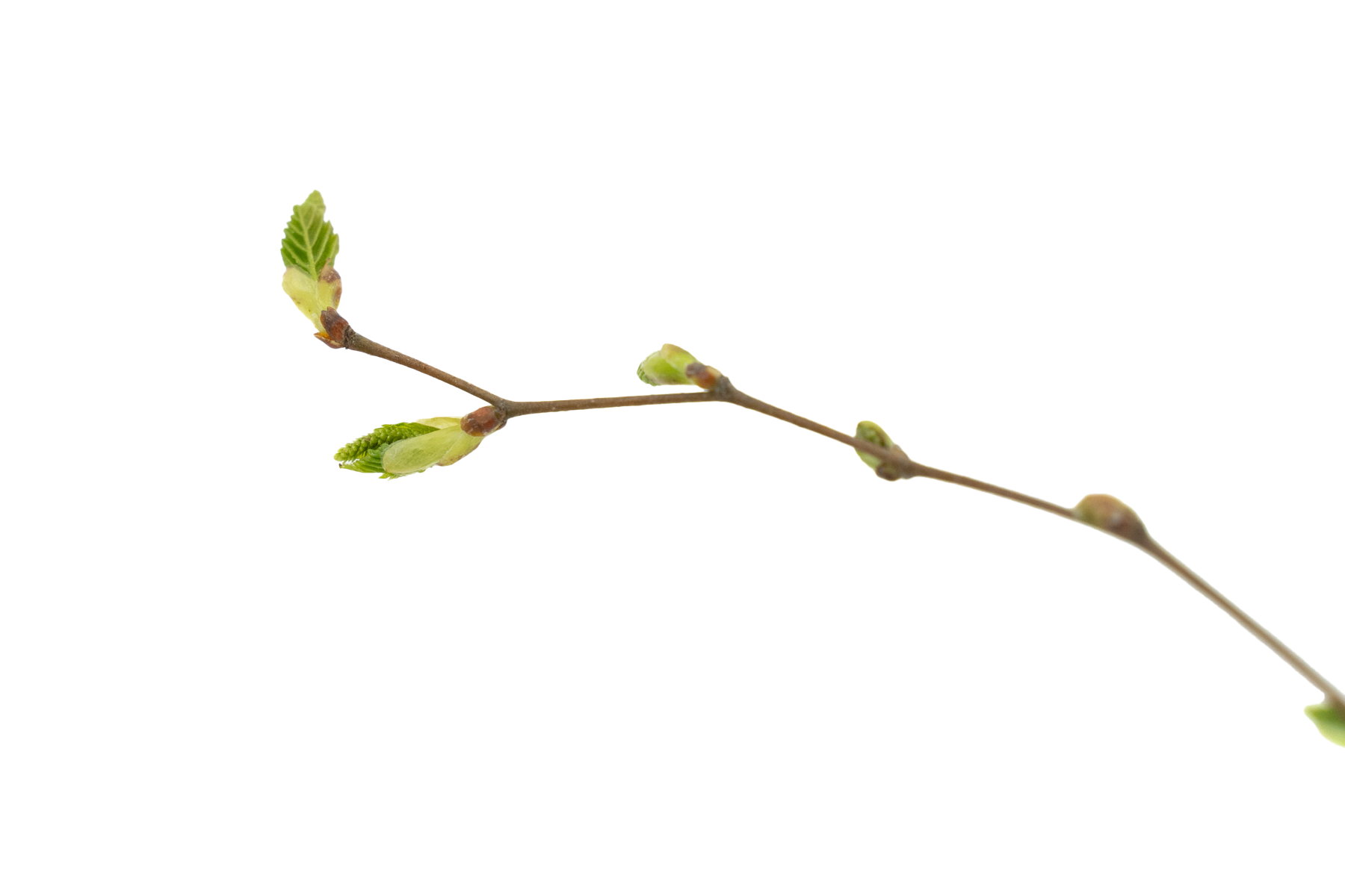 musöron1